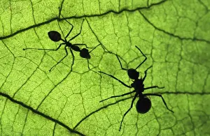 Polyrachis Ant - with larger body on the right & the smaller Tropical Ant (Oecophlla sp. ) on the left. Malaysian Archipelago, Philippines, Kalimantan