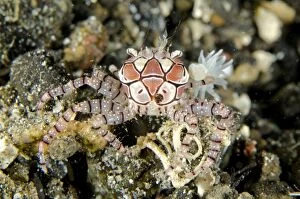 Boxer Gallery: Pom-pom Crab with anemones (Bunodeopsis / Triactis)