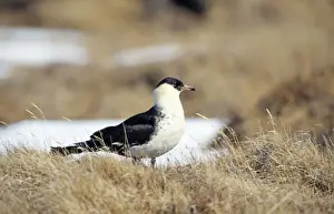 Skuas Prints: Pomarine Skua