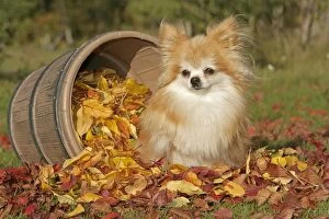 Pomeranian Dog / Dwarf spitz sitting by barrel