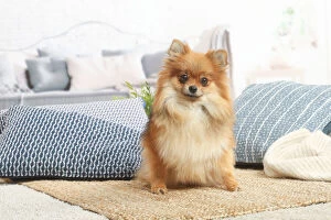 Images Dated 16th November 2020: Pomeranian dog indoors in the living room