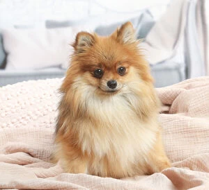 Images Dated 16th November 2020: Pomeranian dog indoors in the living room