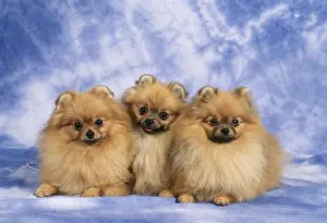 Pomeranian Dog JD 8249 © John Daniels / ARDEA LONDON