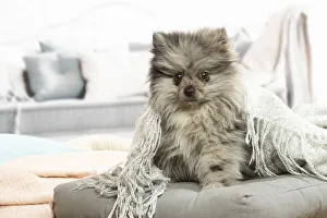 Images Dated 6th November 2020: Pomeranian dog lying down indoors
