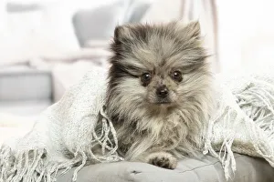 Images Dated 6th November 2020: Pomeranian dog lying down indoors