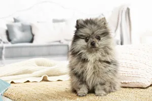 Images Dated 6th November 2020: Pomeranian dog lying down indoors