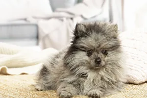 Images Dated 6th November 2020: Pomeranian dog lying down indoors