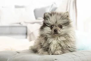 Images Dated 6th November 2020: Pomeranian dog lying down indoors