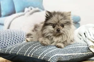 Images Dated 6th November 2020: Pomeranian dog lying down indoors