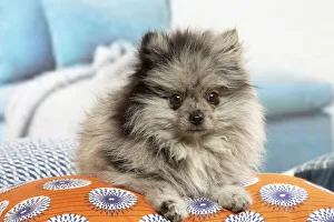 Images Dated 6th November 2020: Pomeranian dog lying down indoors