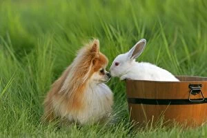 Bucket Gallery: Pomeranian / Dwarf spitz Dog and white Rabbit in