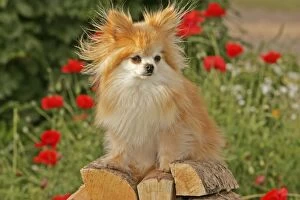 Pomeranian / Dwarf spitz sitting on pile of wood
