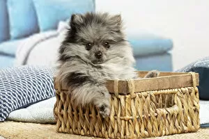 Images Dated 6th November 2020: Pomeranian puppy sitting in a basket indoors