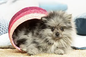 Images Dated 6th November 2020: Pomeranian puppy sitting in a basket indoors