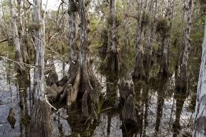 Images Dated 15th February 2006: Pond cypress swamp in the Everglades National Park. USA