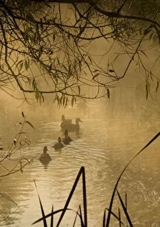 Pond at dawn with family of ducks
