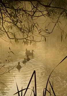 Sympathy Prints: Pond at dawn with family of ducks. UK