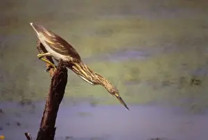 Pond Heron fishing, Keoladeo National Park, India