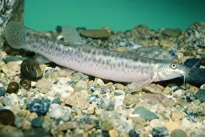 Pond Loach