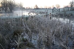 Bulrush Gallery: Pond full of reedmace / bulrush on a frosty morning