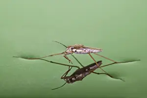 Pond skater - resting on surface of water - Bedfordshire - UK 007645