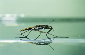 Pond Skater SPH 2691 On water surface, UK. Lacustris © Steve Hopkin / ardea. com