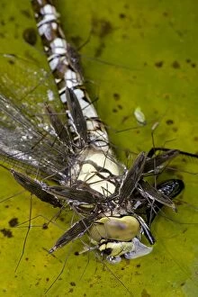 Images Dated 14th August 2007: Pond Skaters - Feeding on Southern Hawker (Aeshna cyanea) - England - UK - Southern Hawker is