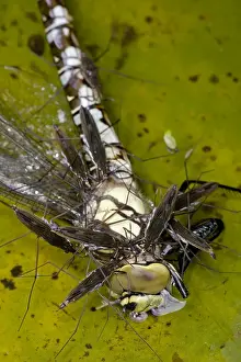 Hawker Prints: Pond Skaters - Feeding on Southern Hawker (Aeshna cyanea)