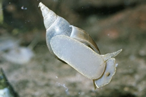Images Dated 15th June 2006: Pond Snail / Great Pond Snail