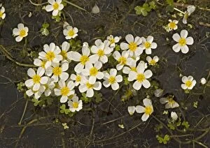 Images Dated 9th May 2005: Pond water-crowfoot