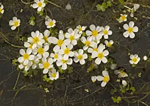 Cluster Prints: Pond water-crowfoot