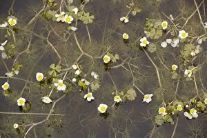 Images Dated 18th May 2006: Pond water crowfoot (Ranunculus peltatus) in coastal pond, Oland