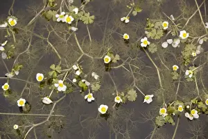 Crowfoot Prints: Pond water crowfoot (Ranunculus peltatus) in coastal pond, Oland