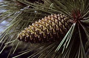 Trees Collection: Ponderosa Pine - cone
