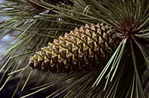 Cones Prints: Ponderosa Pine - cone