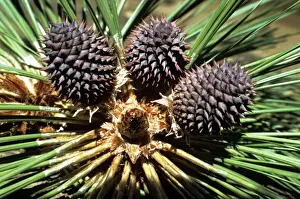 Cones Prints: Ponderosa Pine - cones