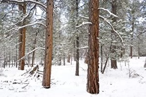 Ponderosa pine forest - in snow