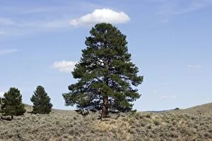 Ponderosa pine tree