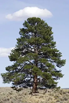 Ponderosa pine tree. Ponderosa Ranch - Seneca - Oregon - USA