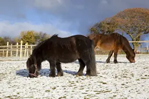 Farm Animal Prints: Ponies - feeding in the winter snow - UK