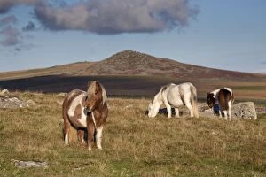 Images Dated 23rd November 2014: Ponies grazing