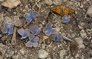 Acids Gallery: Pontic Blue Butterflies with a Marsh Fritillary