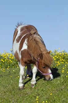Pony feeding buttercups