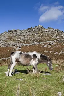 Hill Prints: Pony - grazing on Rough Tor, Bodmin Moor, Cornwall, UK