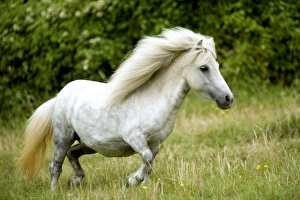 Pony - grey, cantering in field