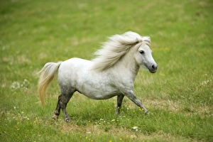Pony - grey, cantering in field