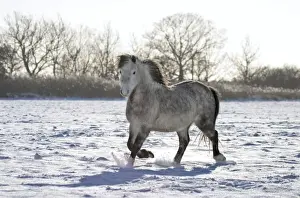 Trotting Prints: Pony in Snow Norfolk UK