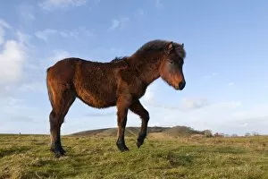 Horses Collection: Pony - Somerset, UK