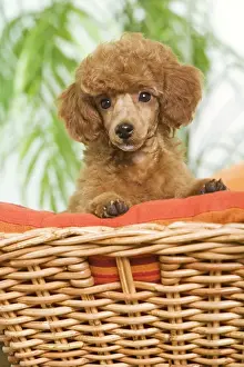 Poodle - apricot colour