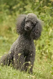 Poodle Dog